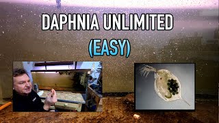 How I Raise Daphnia Water Fleas And You Can Too [upl. by Edgar]