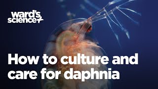 Caring and Culturing for Daphnia [upl. by Gean]