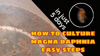 How to Culture Magna Daphnia Easily [upl. by Thorncombe]