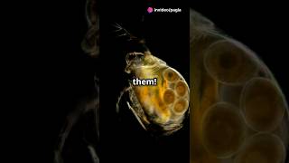 How to culture Daphnia for your Aquarium [upl. by Lauber879]