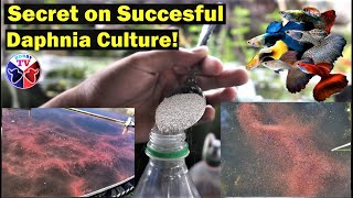 How to Culture Daphnia Successfully [upl. by Eluj249]