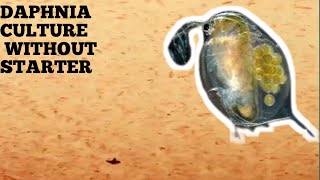 HOW TO CULTURE DAPHNIA NATURALLY WITHOUT A STARTER [upl. by Luisa]