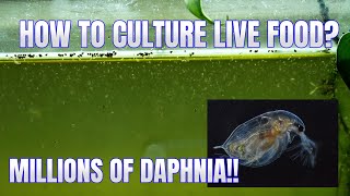 How to Culture Daphnia Secret Method to Breed MILLIONS  Simply Aquatic [upl. by Legyn]