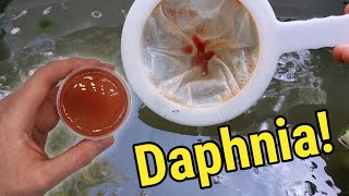 How I Culture Daphnia In Outdoor Tubs [upl. by Berkley680]