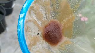 How to culture daphnia moina in a small container Part 1 English Subtitle [upl. by Airotciv]