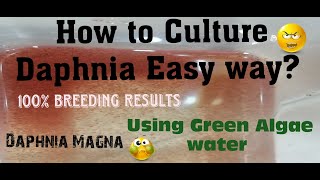 Daphnia MagnaHow to Culture Daphnia Easy wayCulturing Daphnia using Green water Daphnia [upl. by Hjerpe]