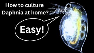 BEST Live Fish Food Beginner guide How to Culture Daphnia at home [upl. by Shornick]