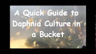 How to culture daphnia outside [upl. by Kaile464]