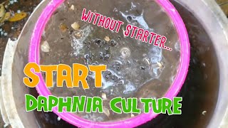 How to culture daphnia moina the easy way 1  Starting the Daphnia culture [upl. by Mitman]