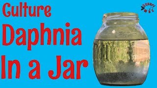 How to Culture Daphnia in a Jar [upl. by Ahiel441]