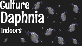 How to Culture Daphnia [upl. by Idalina]