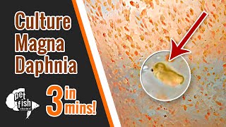 How to culture DAPHNIA MAGNA  The easy way [upl. by Perice]