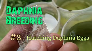 Daphnia Culture made simple and easy 3  Hatching Daphnia eggs [upl. by Michelina]