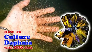 How to Culture Daphnia with ZERO Cost  Unlimited Live Food For Our Fish [upl. by Nawuq]