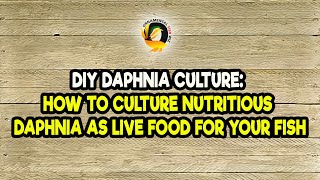 DIY Daphnia Culture How to Culture Nutritious Daphnia as Live Food for Your Fish [upl. by Slavic]