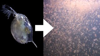 How I Culture Daphnia [upl. by Netsyrk995]