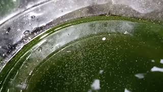 DAPHNIA MOINA CULTURE IN A SMALL BUCKET [upl. by Ledoux18]