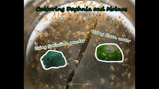 How To Culture Daphnia and Moinas using Green Water Spirulina powder [upl. by Eraste]