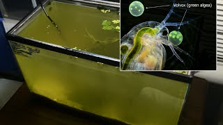 Raising Daphnia for the Freshwater Aquarium [upl. by Gaidano]