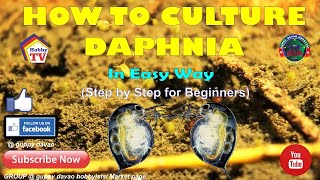 HOW TO CULTURE DAPHNIA In Easy Way [upl. by Eseerahs]